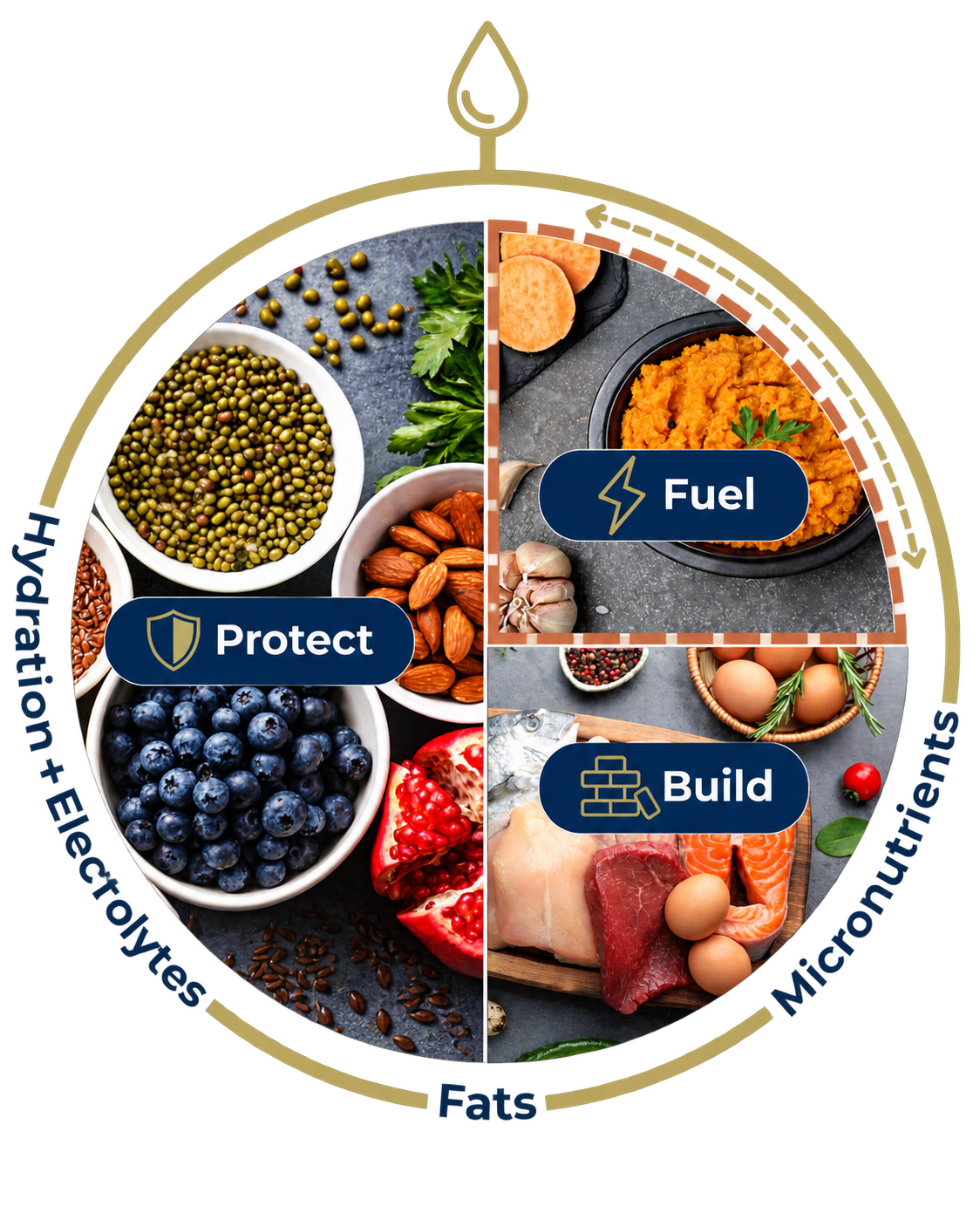 Adaptable Brain Plate showing Build, Protect, expandable Fuel, and supportive hydration, fats, and micronutrients.